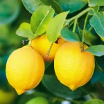 لیمو ترش مرغوب باغداران کیلویی 10 هزار تومان خریداری می‌شود