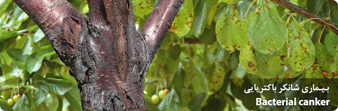 شانکر باکتریایی درختان میوه